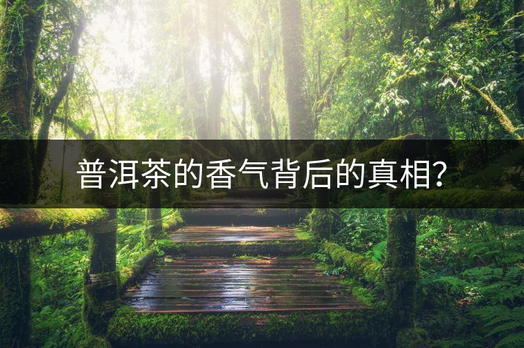 普洱茶的香氣背后的真相？