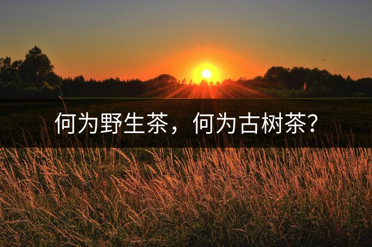 何為野生茶，何為古樹(shù)茶？
