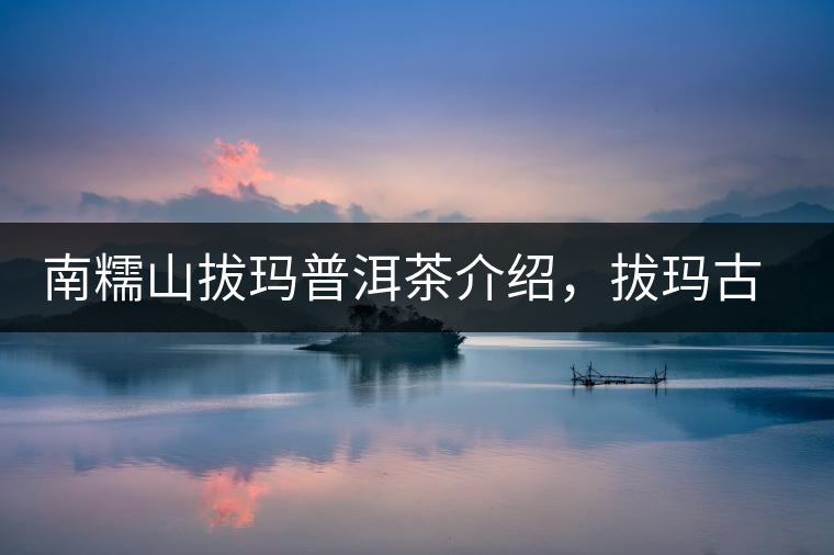 南糯山拔瑪普洱茶介紹，拔瑪古樹(shù)茶口感特點(diǎn)