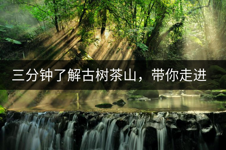 三分鐘了解古樹茶山，帶你走進易武大漆樹古樹茶