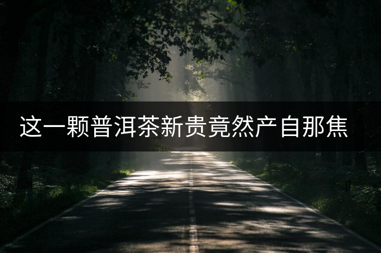 這一顆普洱茶新貴竟然產(chǎn)自那焦的古茶樹(shù) 這一顆普洱茶新貴竟然產(chǎn)自那焦的古茶樹(shù)