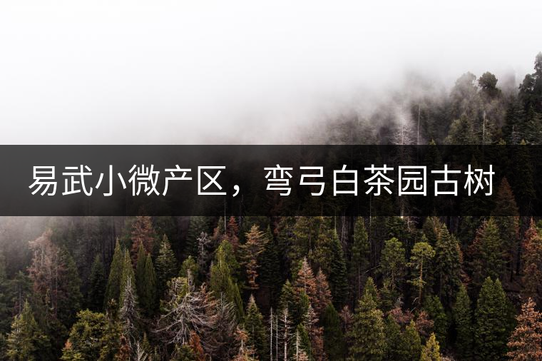 易武小微產(chǎn)區(qū)，彎弓白茶園古樹茶介紹