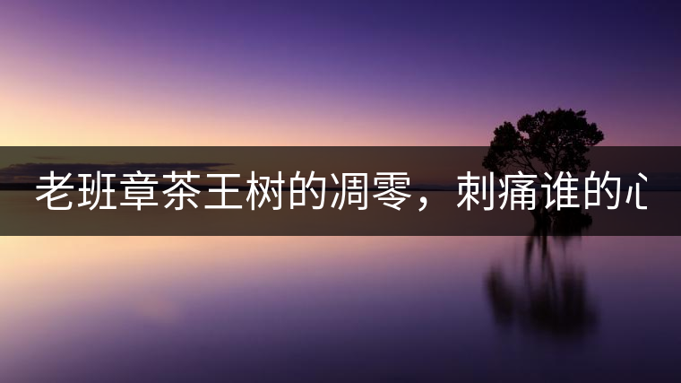 老班章茶王樹的凋零，刺痛誰的心？