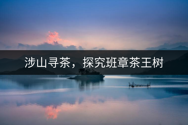 涉山尋茶，探究班章茶王樹