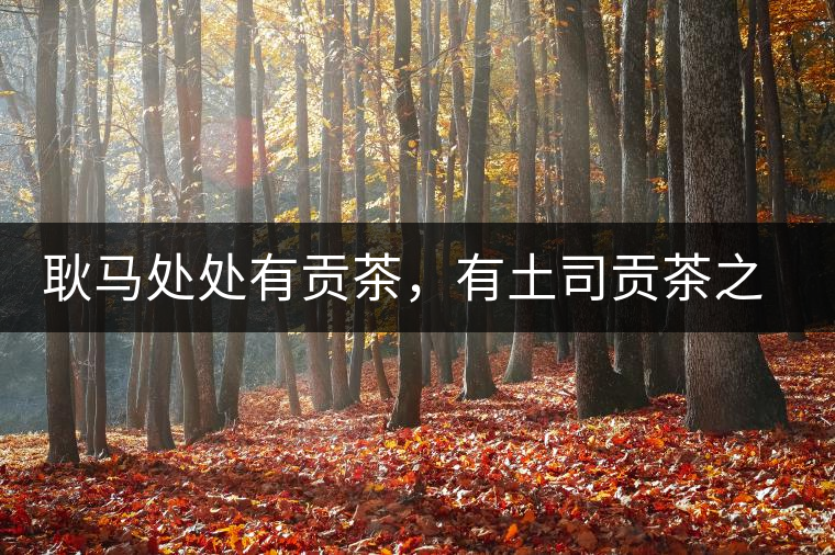 耿馬處處有貢茶，有土司貢茶之鄉(xiāng)之稱