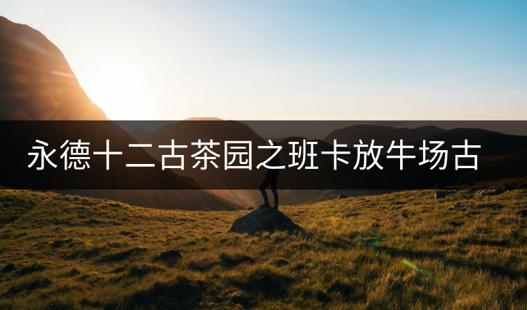 永德十二古茶園之班卡放牛場(chǎng)古樹(shù)茶特點(diǎn)介紹