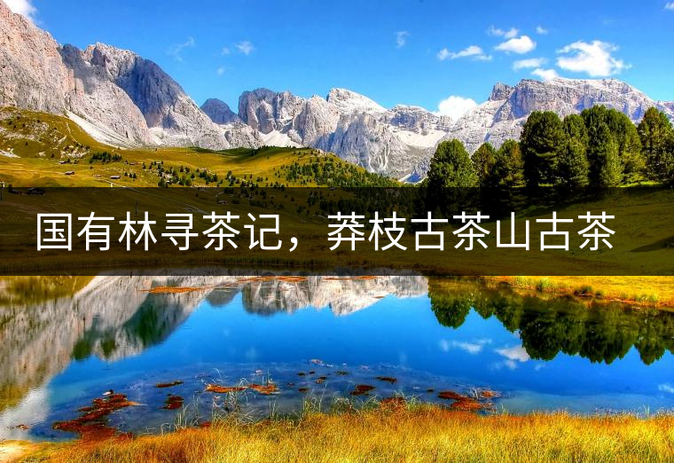 國(guó)有林尋茶記，莽枝古茶山古茶特點(diǎn)介紹