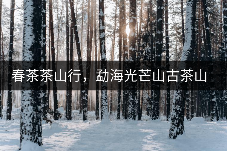 春茶茶山行，勐海光芒山古茶山你去過(guò)嗎？