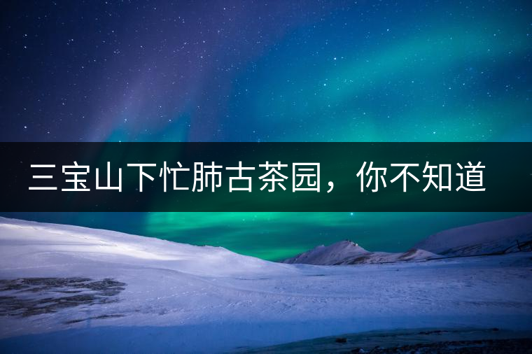 三寶山下忙肺古茶園，你不知道的古樹茶傳說