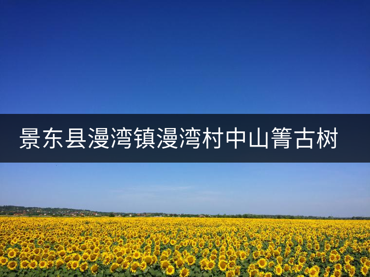 景東縣漫灣鎮(zhèn)漫灣村中山箐古樹(shù)茶特點(diǎn)介紹