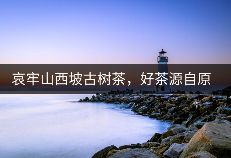 哀牢山西坡古樹茶，好茶源自原生態(tài)高山