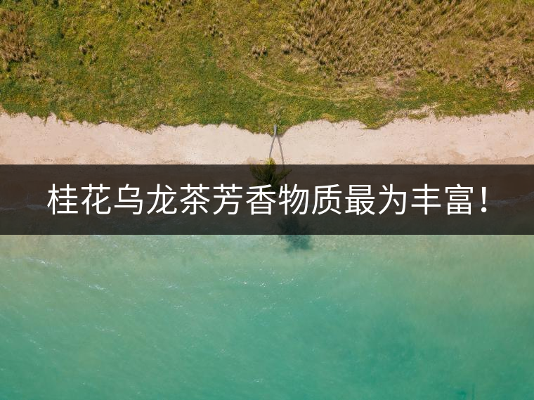 桂花烏龍茶芳香物質最為豐富！