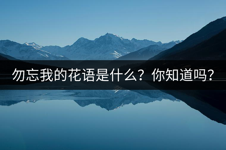 勿忘我的花語是什么？你知道嗎？
