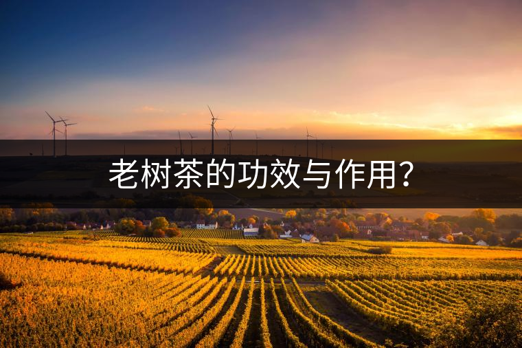 老樹茶的功效與作用？