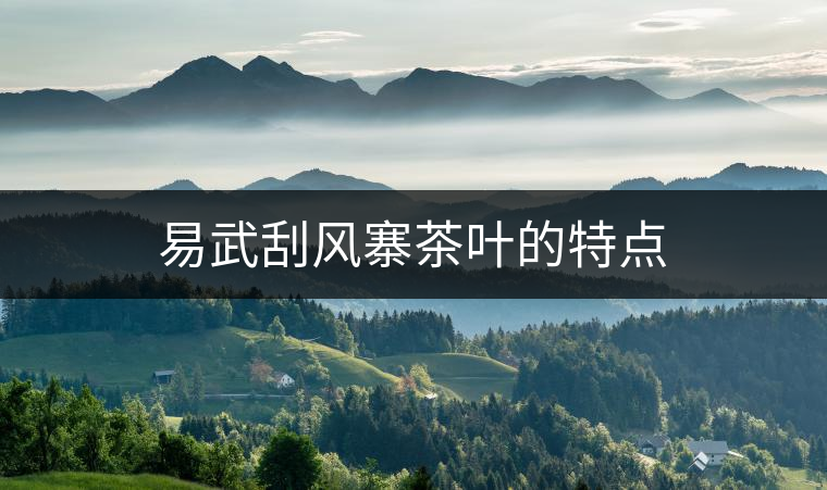 易武刮風(fēng)寨茶葉的特點(diǎn) 易武刮風(fēng)寨茶葉的特點(diǎn)