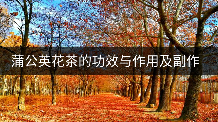 蒲公英花茶的功效與作用及副作用