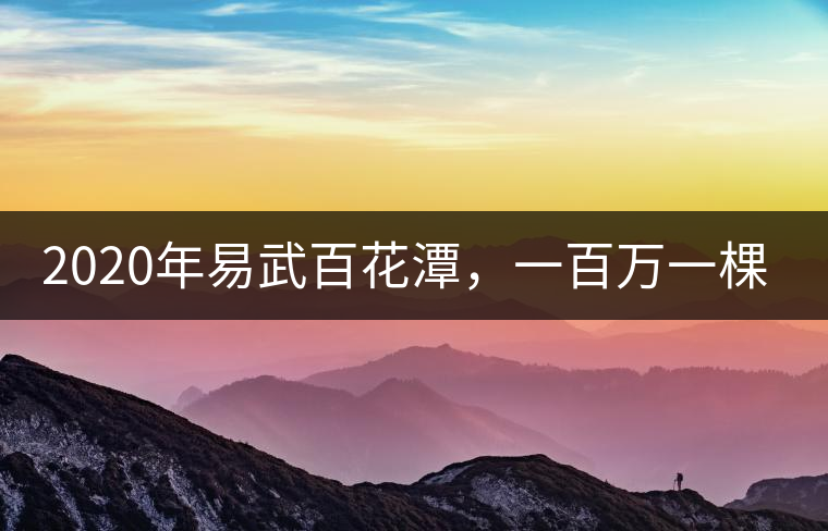 2020年易武百花潭，一百萬一棵樹-易武中聘號