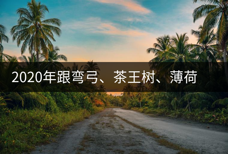 2020年跟彎弓、茶王樹(shù)、薄荷塘屬于同一山脈的神秘山頭-易武中聘號(hào)