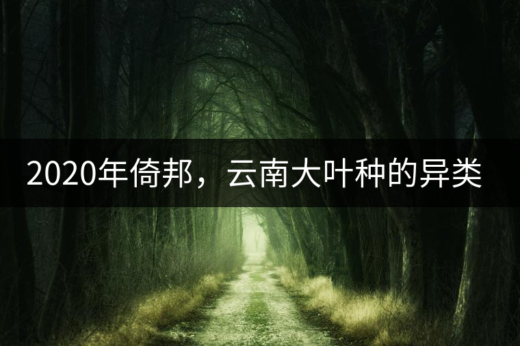 2020年倚邦，云南大葉種的異類-易武中聘號(hào)