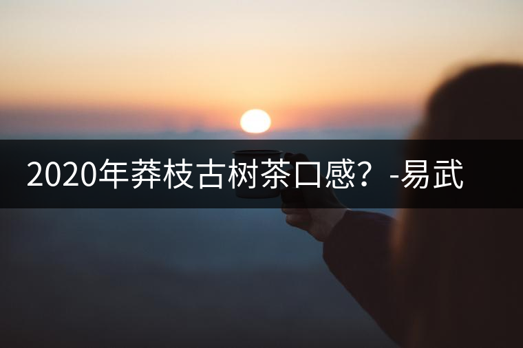 2020年莽枝古樹茶口感？-易武中聘號(hào)