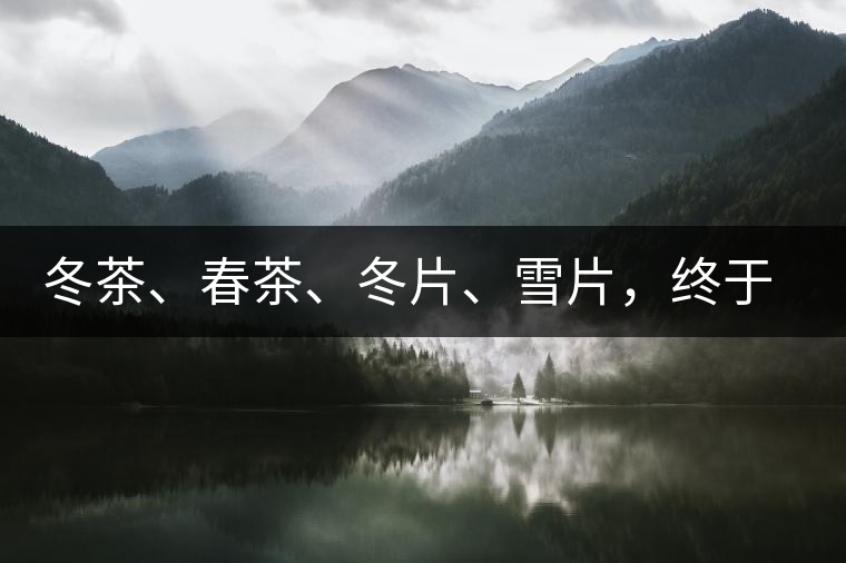 冬茶、春茶、冬片、雪片，終于分清楚了