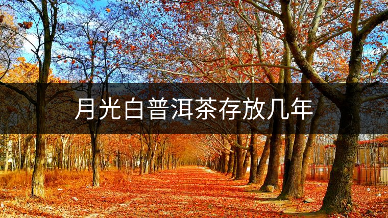 月光白普洱茶存放幾年 月光白普洱茶存放幾年
