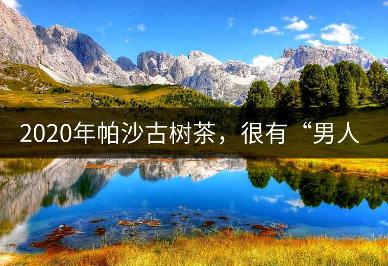 2020年帕沙古樹茶，很有“男人味”-易武中聘號