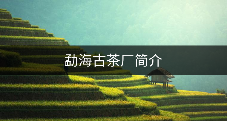 勐海古茶廠簡(jiǎn)介 勐海古茶廠簡(jiǎn)介