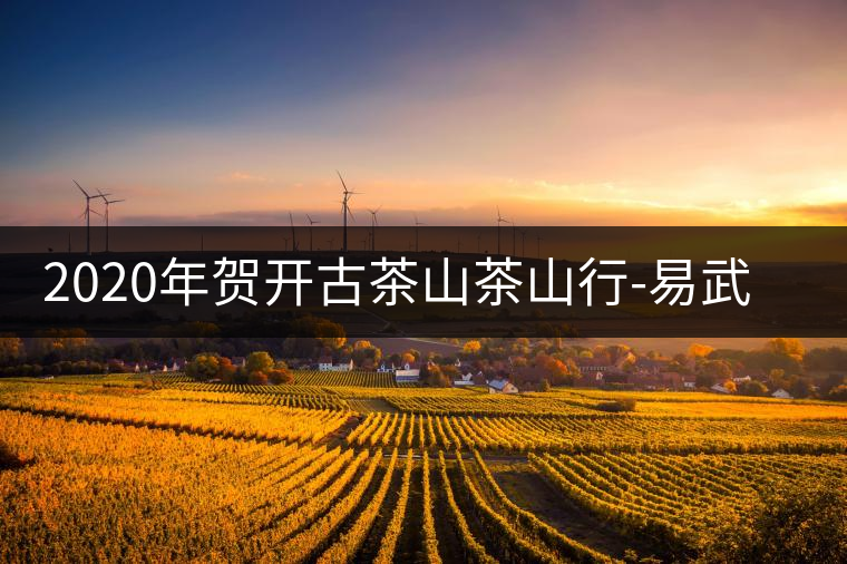 2020年賀開古茶山茶山行-易武中聘號 2020年賀開古茶山茶山行-易武中聘號