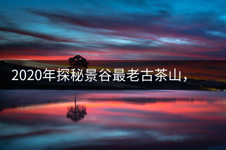 2020年探秘景谷最老古茶山，一個(gè)家族的興茶往事-易武中聘號(hào)