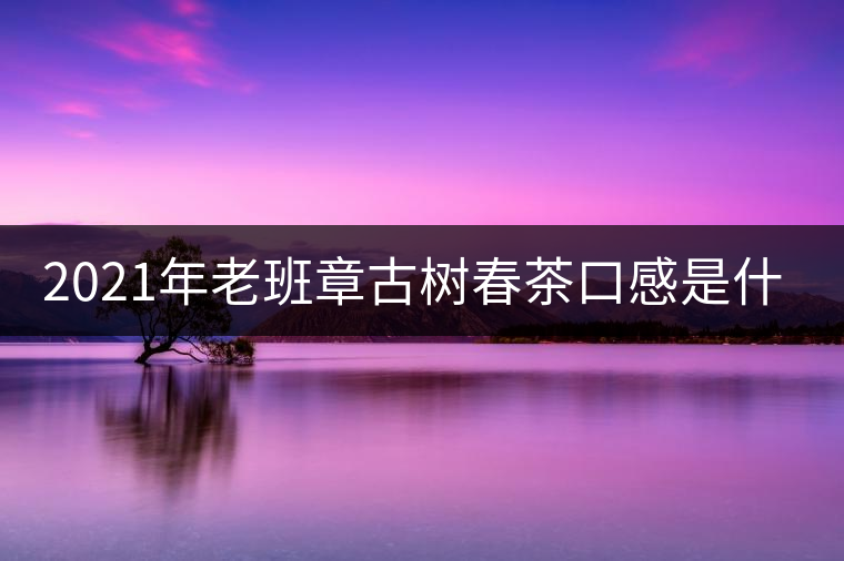 2021年老班章古樹(shù)春茶口感是什么？