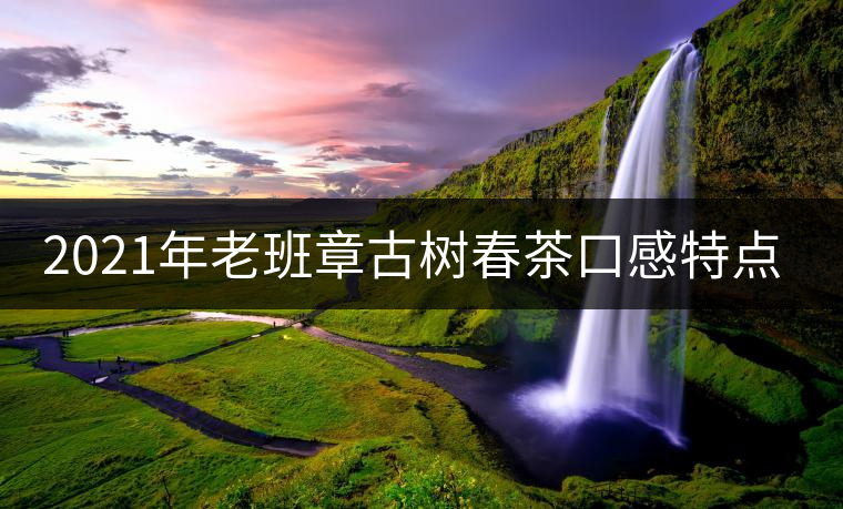 2021年老班章古樹春茶口感特點？