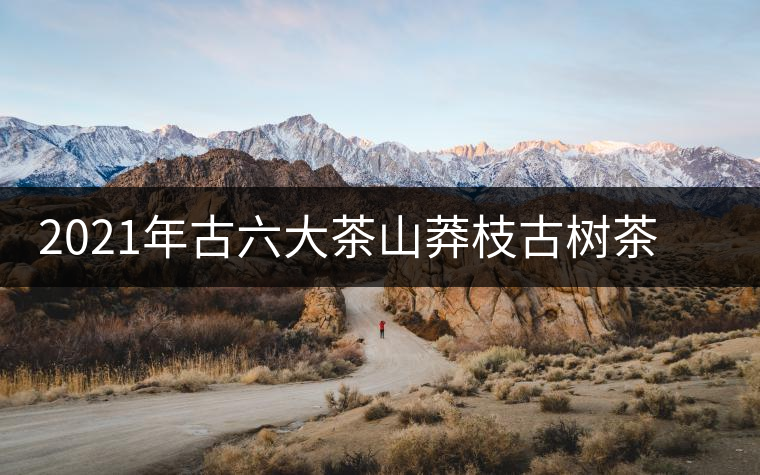 2021年古六大茶山莽枝古樹茶春茶口感特點 2021年古六大茶山莽枝古樹茶春茶口感特點