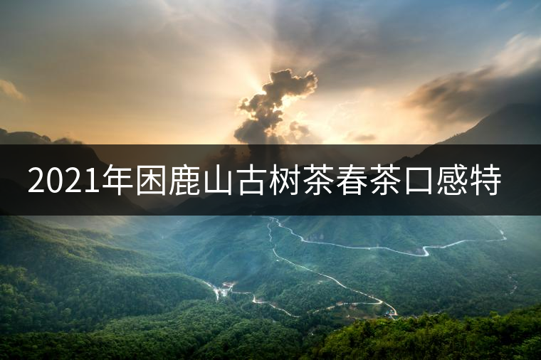 2021年困鹿山古樹茶春茶口感特點 2021年困鹿山古樹茶春茶口感特點
