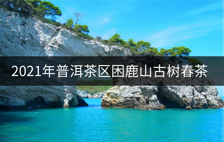 2021年普洱茶區(qū)困鹿山古樹春茶價格