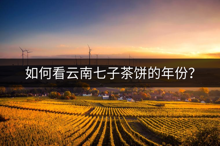 如何看云南七子茶餅的年份？