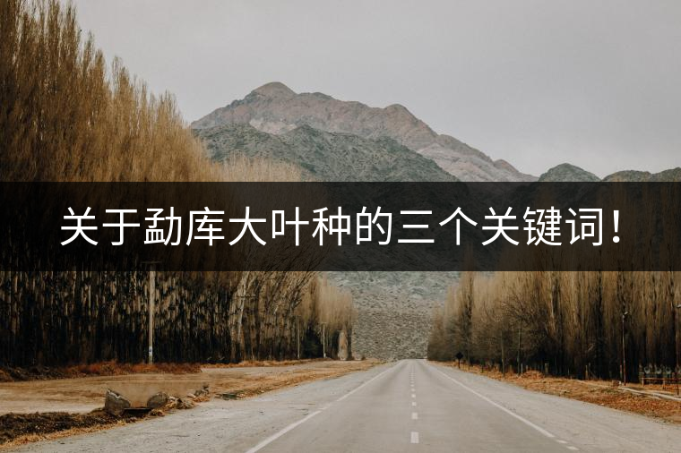 關(guān)于勐庫大葉種的三個關(guān)鍵詞！