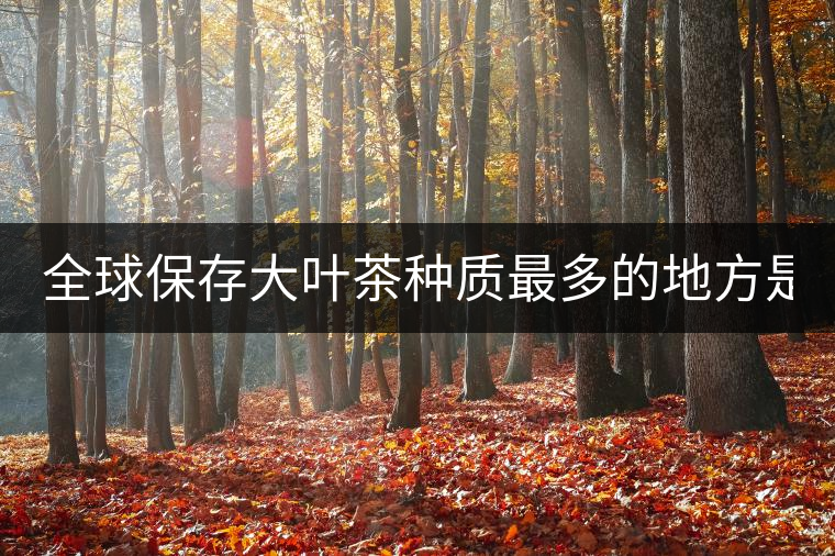 全球保存大葉茶種質(zhì)最多的地方是哪？