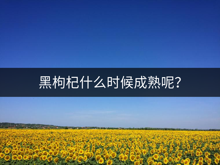 黑枸杞什么時候成熟呢？