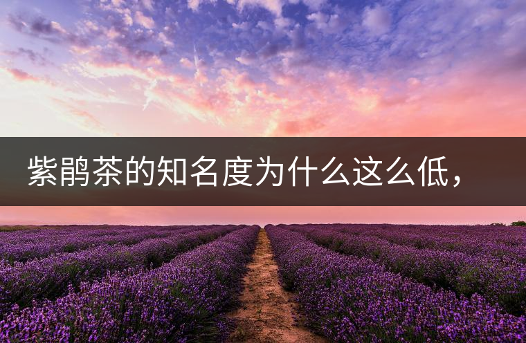 紫鵑茶的知名度為什么這么低，適合做成生茶還是熟茶？