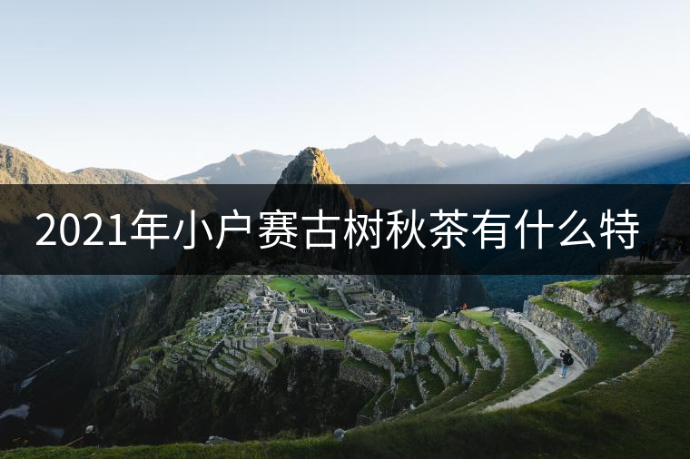 2021年小戶賽古樹秋茶有什么特點？