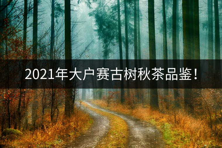 2021年大戶賽古樹秋茶品鑒！
