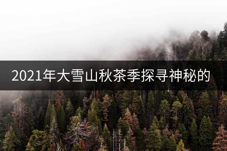 2021年大雪山秋茶季探尋神秘的古樹群落!