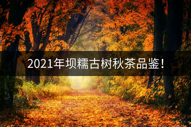 2021年壩糯古樹秋茶品鑒！