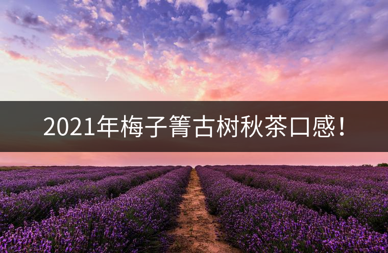 2021年梅子箐古樹秋茶口感！