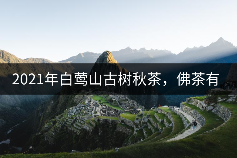 2021年白鶯山古樹秋茶，佛茶有什么魅力？