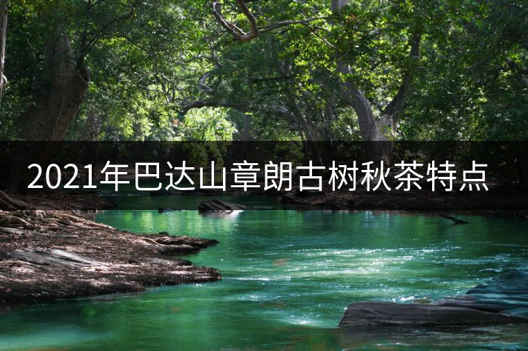 2021年巴達山章朗古樹秋茶特點？