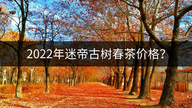 2022年迷帝古樹春茶價格？