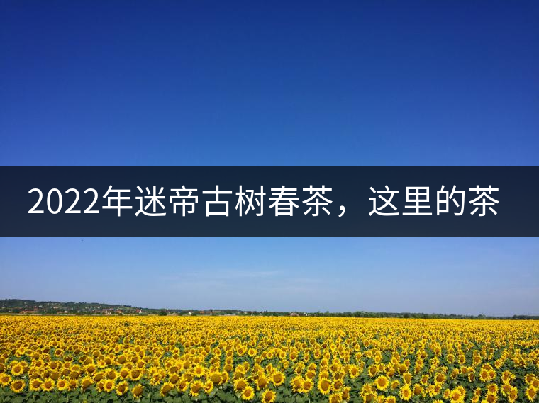 2022年迷帝古樹春茶，這里的茶 皇帝都著迷