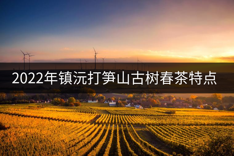 2022年鎮(zhèn)沅打筍山古樹春茶特點？